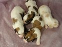 Male Cavachon Puppies for sale|4 puppies Born July 6th 2012|Iowa Babies